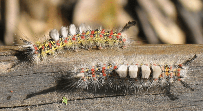 Western Tussock Moth Caterpillars