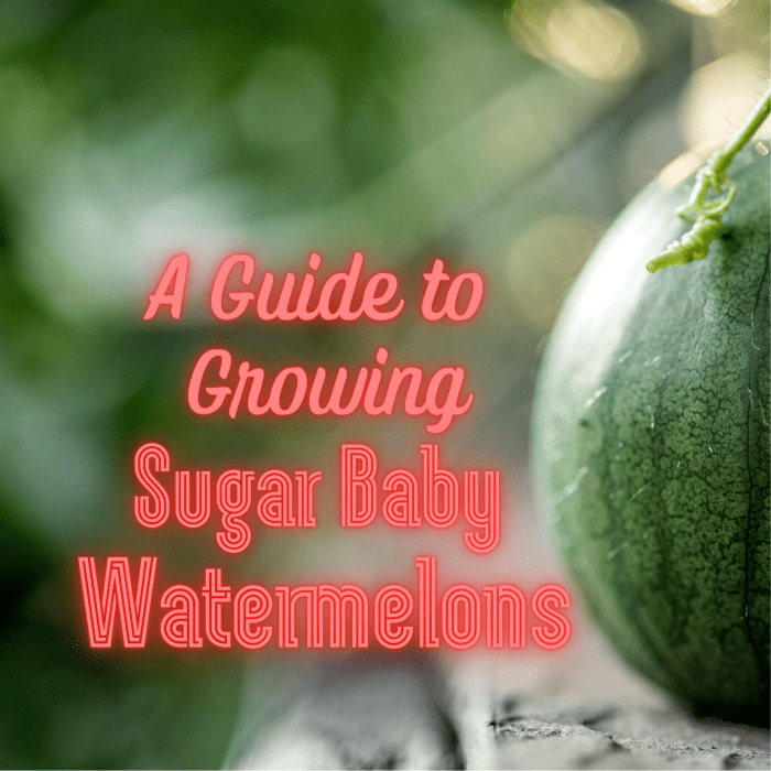 How to Grow Sugar Baby Watermelons - Dengarden