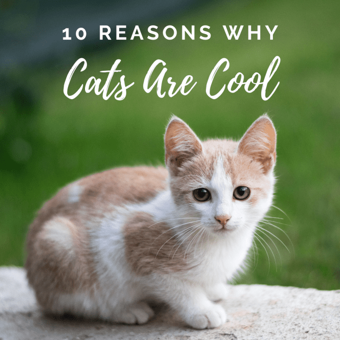 10 Reasons Why Cats Are Awesome PetHelpful