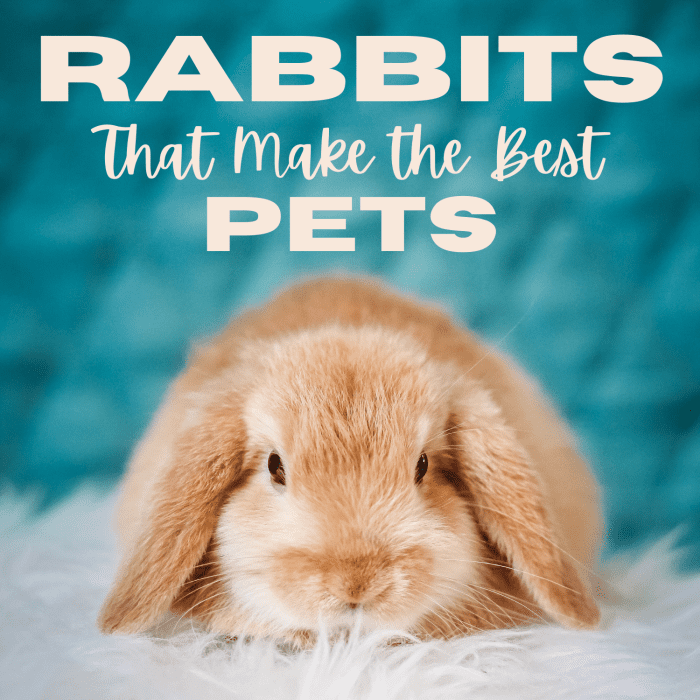 15 of the Best Pet Rabbit Breeds PetHelpful