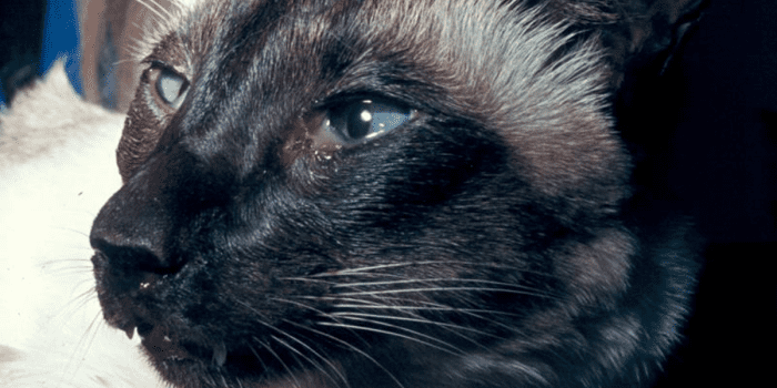 Cat Eye Discharge And Its Treatment Hubpages