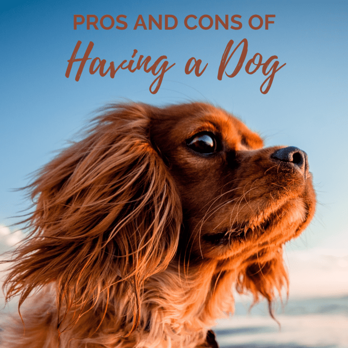 The Advantages and Disadvantages of Having a Dog - PetHelpful