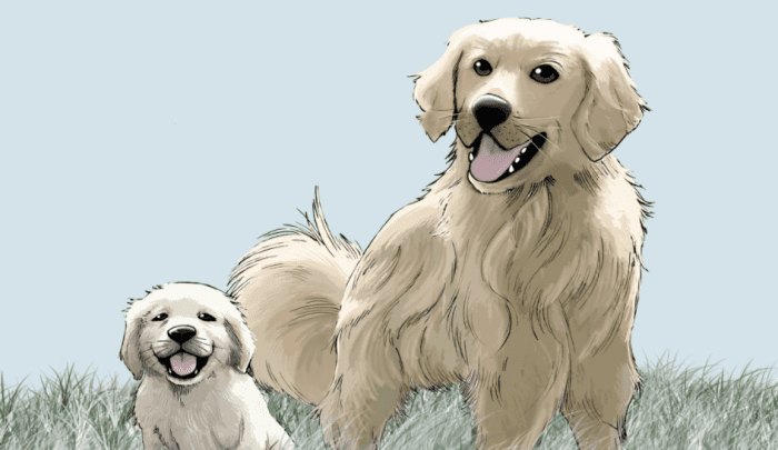 As your golden retriever matures from a puppy to a full-grown dog, it will go through sudden spurts of growth.