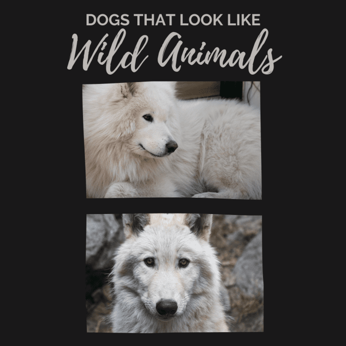 Samoyeds look somewhat similar to white wolves when the two are compared side by side.