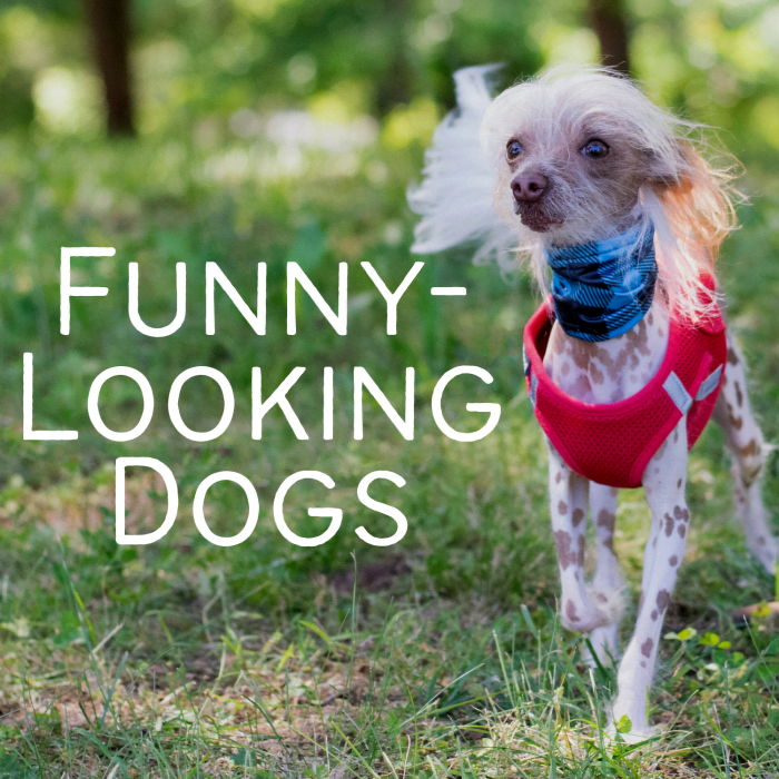 Top 10 Weirdest Dog Breeds In The World vrogue.co