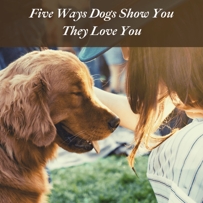 5 Ways Dogs Show Humans Love PetHelpful