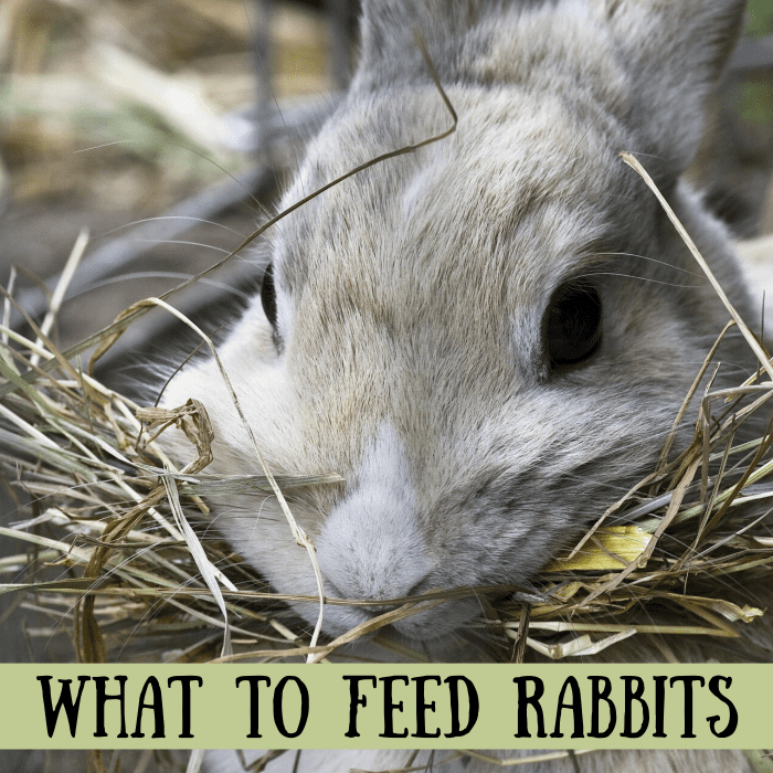 Bunny Care Guide What Foods Do Rabbits Eat? PetHelpful