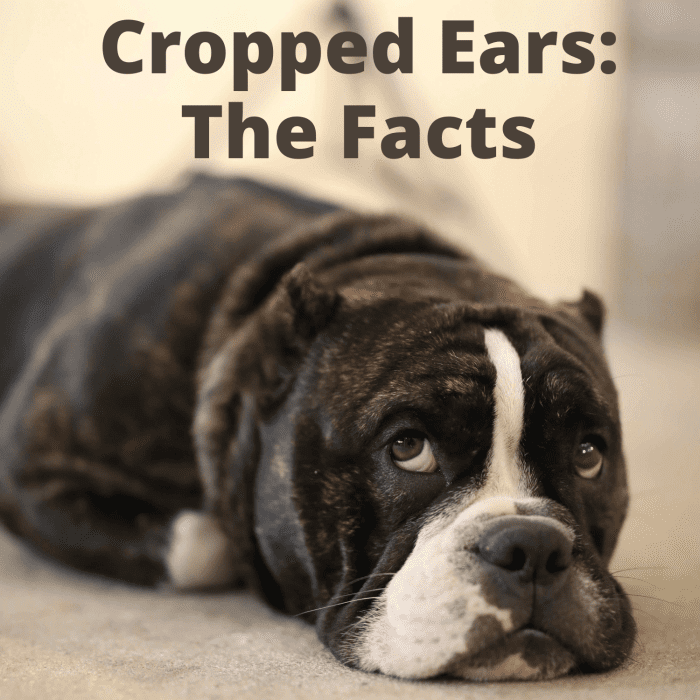 How Dog Ear Cropping Is Done PetHelpful