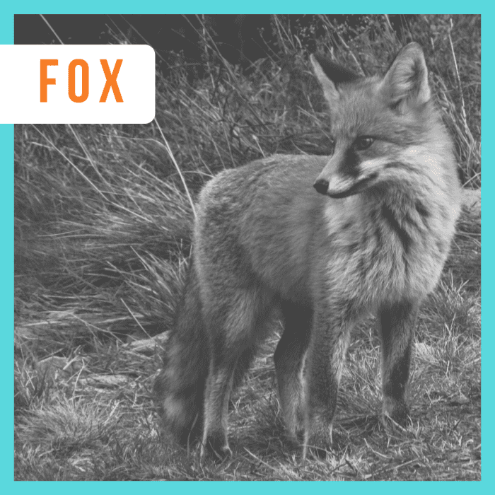 Fox, Foxy, Foxy Lady? You choose. 