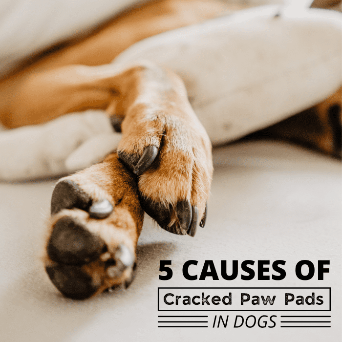 If your dog's paw pads are cracked, work with your vet to identify the underlying cause of the problem before taking action.