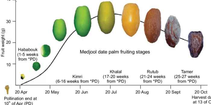 Different Medjool date palm fruiting stages from pollination date (PD) at 10 of April 2017 until harvest date (13 of October 2017) at University of Jordan Research Station. Jordan Valley.