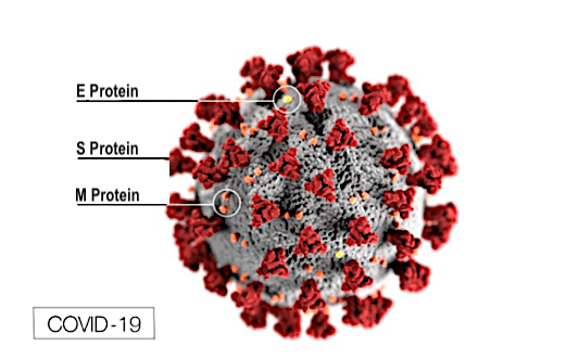 Much smaller than bacteria, viruses are not full cells. They are DNA or RNA (genetic material) encased inside of a protein coating.