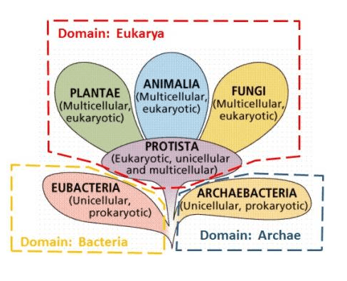 There are six kingdoms: Animalia, Plantae, Fungi, Protista, Archaea, and Bacteria. Protozoa are in the "kingdom" of Protista.