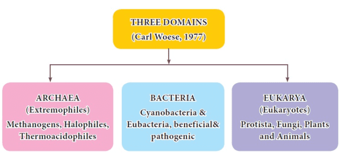 A domain is the largest of all groups in the classification of life. The domain groups include the Archaea domain, the Bacteria domain, and the Eukarya domain.