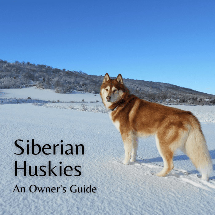 My Siberian Husky Guide PetHelpful