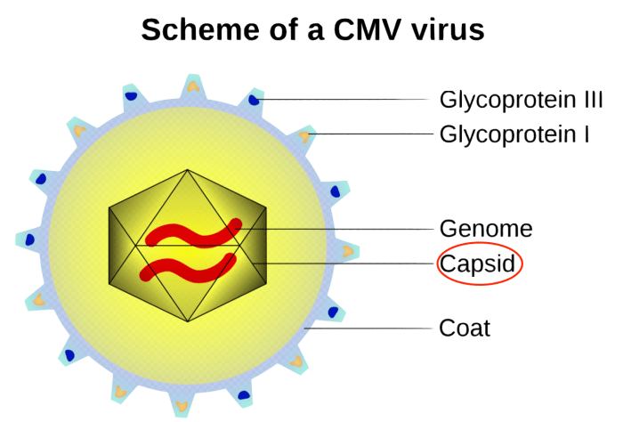 Cytomegalovirus is a genus of viruses. Order: Herpesvirales_ Family: Herpesviridae Subfamily: Betaherpesvirinae_ Natural hosts: Humans and monkeys_ Species in genus: Eight_ Human betaherpesvirus 5: Infects humans