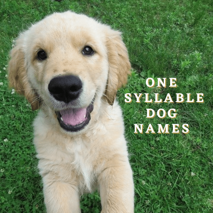 350+ One-Syllable Dog Names (With Meanings) - PetHelpful