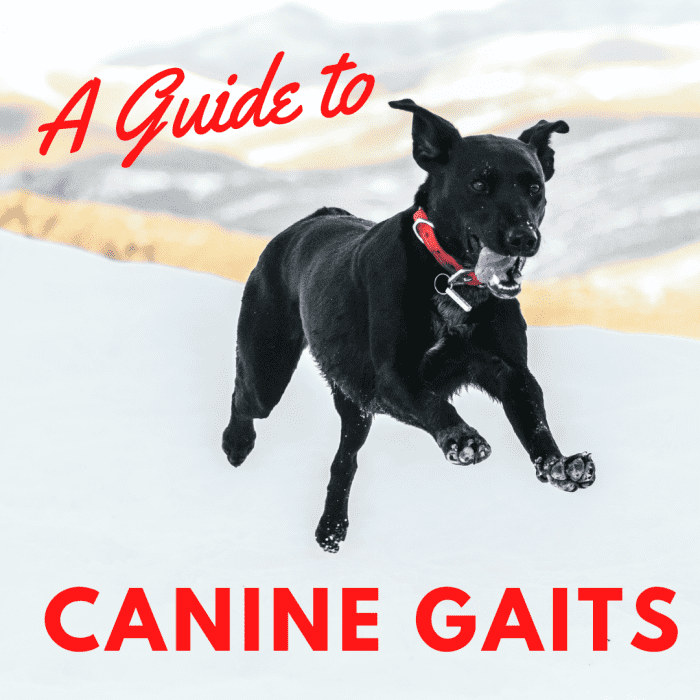 A Guide to Understanding Canine Gaits - PetHelpful