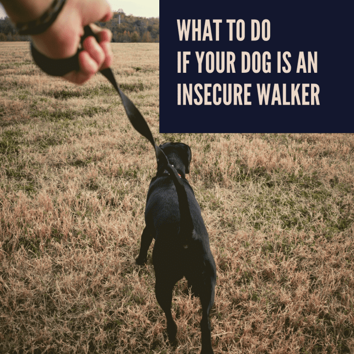 Help, My Dog Pulls to Go Home! What to Do if Your Dog Is Insecure