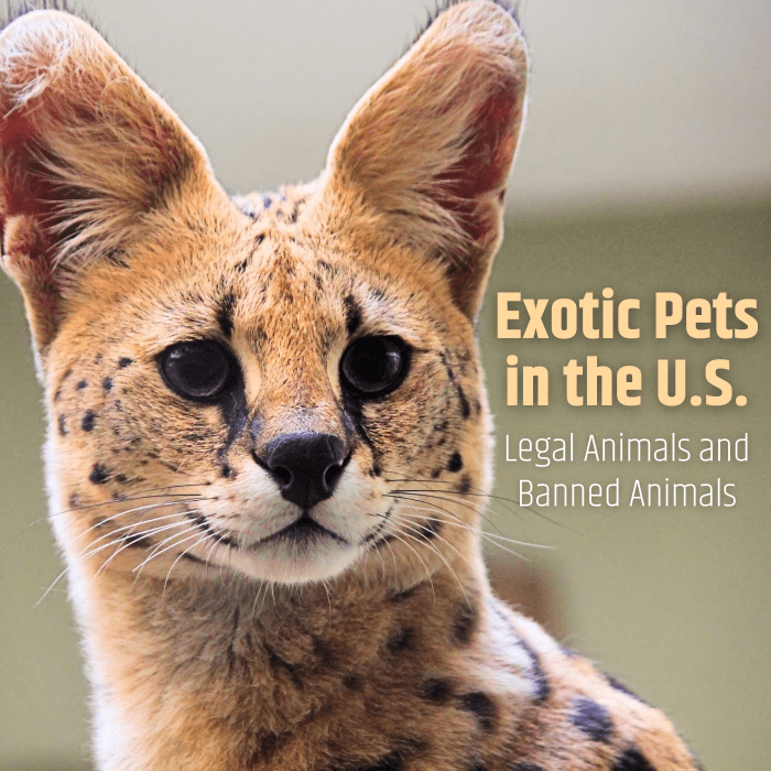 Which Exotic Pets Are Legal in the United States? PetHelpful