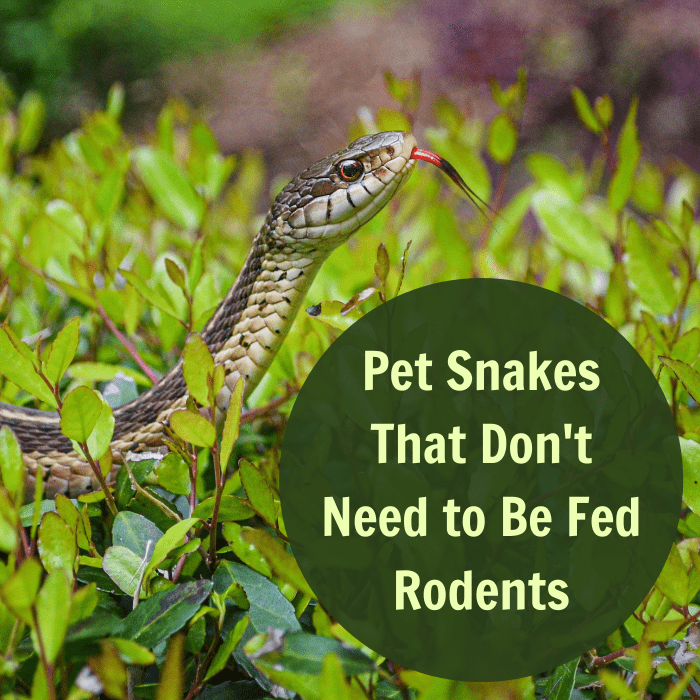 Not all pet snakes need to eat vertebrates. Learn more about species of snakes that can eat other prey items, alternative food options, and more.