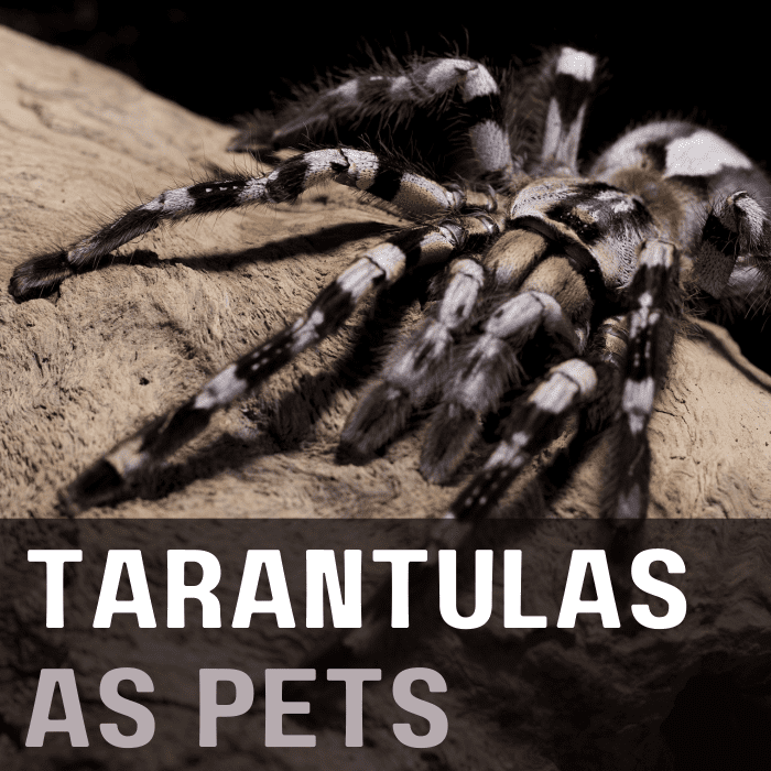 Everything You Want To Know About Keeping Tarantulas As Pets PetHelpful