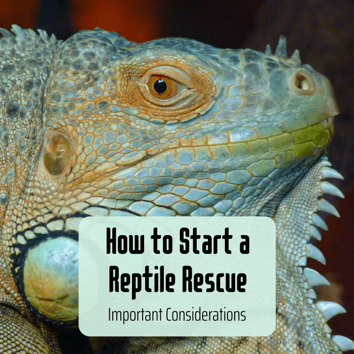 Если вы мечтаете создать приют или спасение рептилий, сначала нужно задать себе несколько важных вопросов.