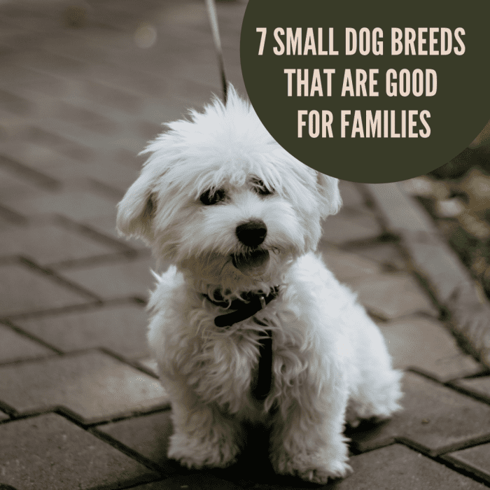 7 Small Dog Breeds That Are Great for Families (and a Few That Aren't