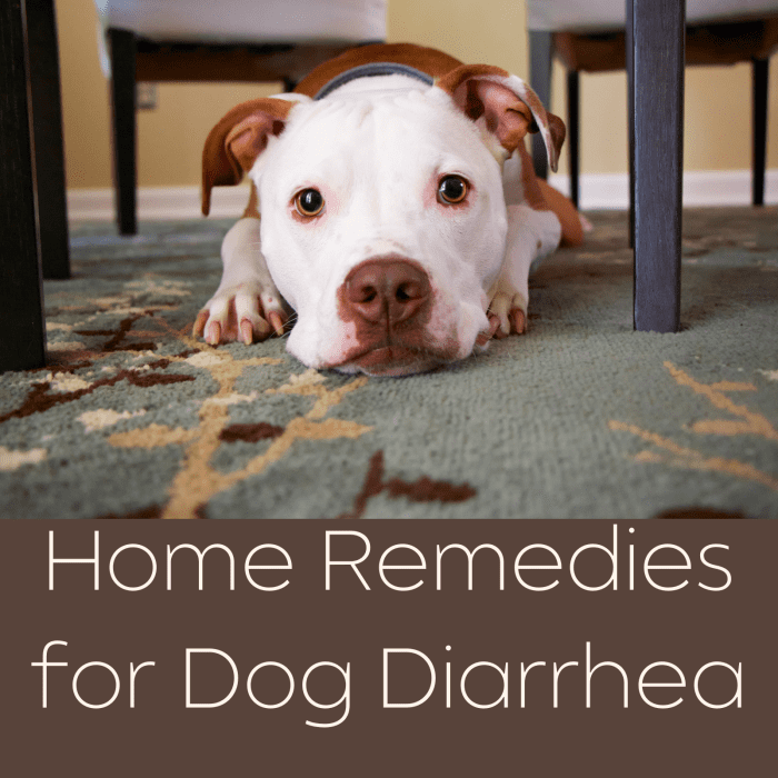 Home Remedies for Dog Diarrhea PetHelpful