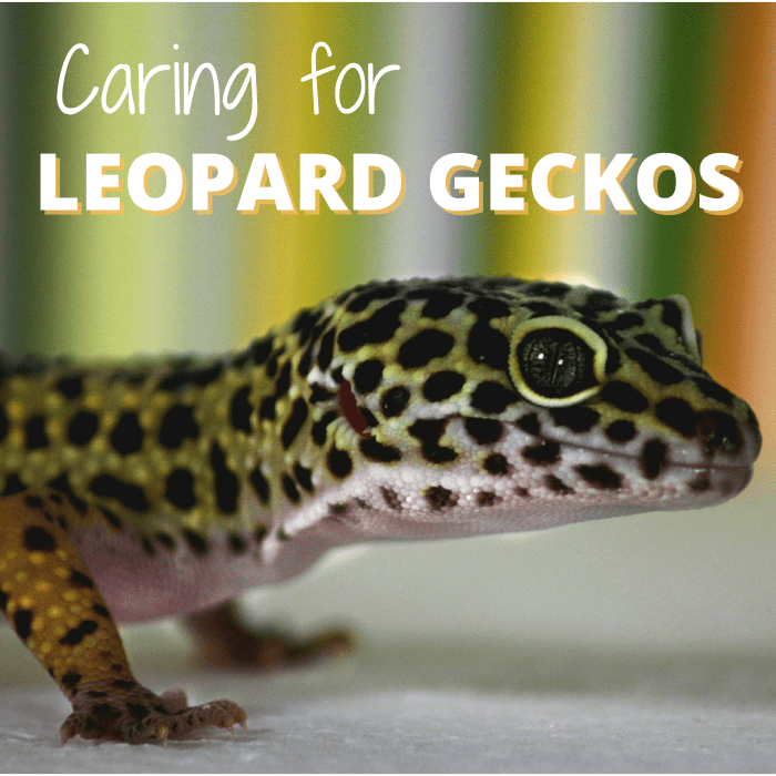 Узнайте, как содержать, кормить и обращаться с домашним леопардовым гекконом.