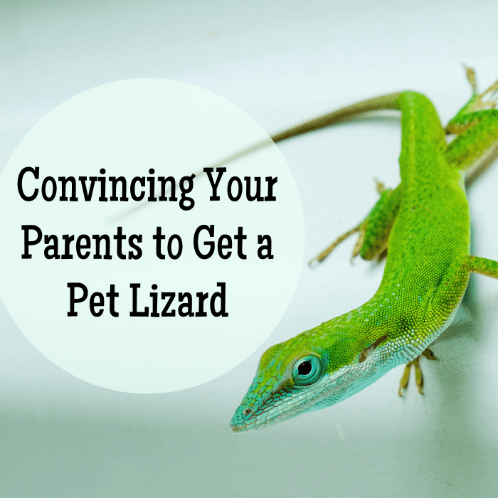 How to Convince Your Parents to Let You Have a Pet Lizard PetHelpful