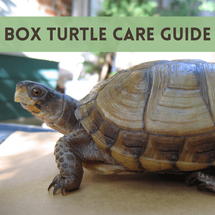 How to Properly House and Care for Pet Box Turtles - PetHelpful