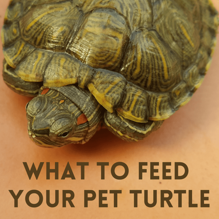 Чтобы получить правильную еду для вашей черепахи, сначала вам нужно выяснить, какой тип черепахи у вас есть.