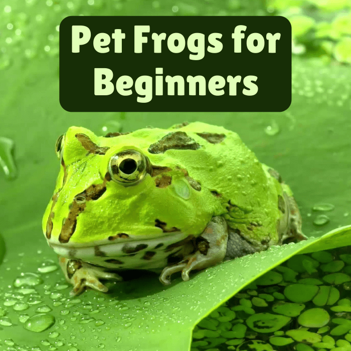 7 Best Pet Frogs for Beginners PetHelpful