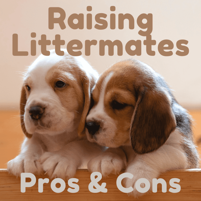 If you're thinking about adopting two siblings, this guide will help you. As cute as they may be, it's good to know what to expect.