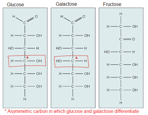 Glucose and galactose are stereoisomers, which means, their atoms are linked in the same order, but they have a different organization around one carbon. This difference is enough for the enzymes to be able to distinguish between them.