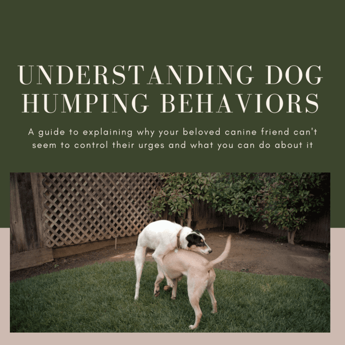 Это руководство поможет вам лучше понять, почему ваша собака может постоянно трахаться с другими собаками, и что вы можете с этим поделать.