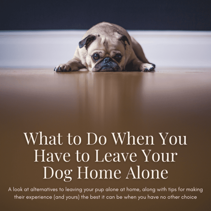 This guide will share some ideas to potentially avoiding leaving your doggy friend alone at home, while also providing some tips and tricks for making their experience the best it can be when you just don't have any other choice.