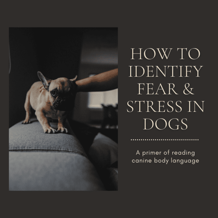 This article will provide information on how to read canine body language to help determine if a dog is scared or stressed.