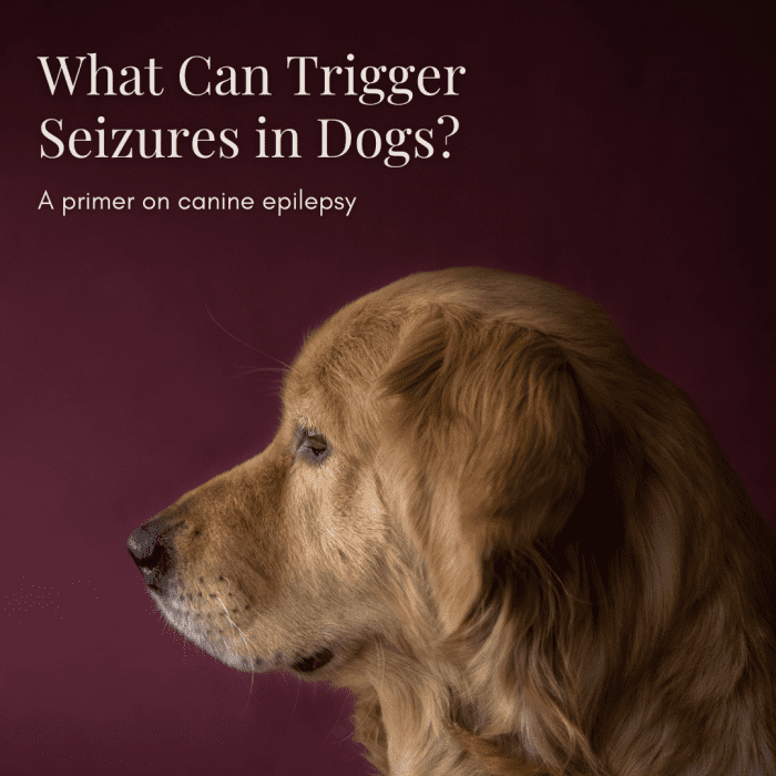 This article will provide a wealth of information on canine epilepsy, including what factors contribute to the possibility of seizures and how you can best care for your epileptic pup.