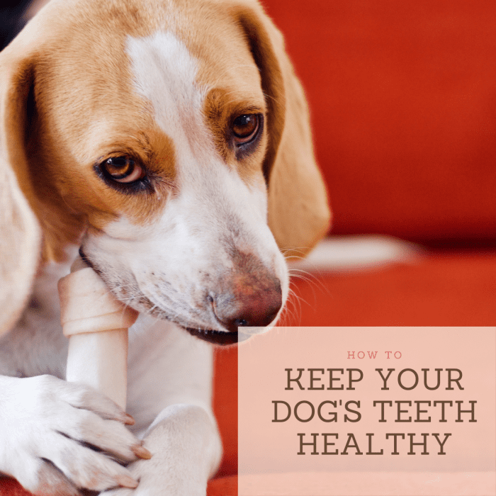 Oral health is just as important in dogs as it is in humans. Here are ways to keep your dog's teeth healthy.