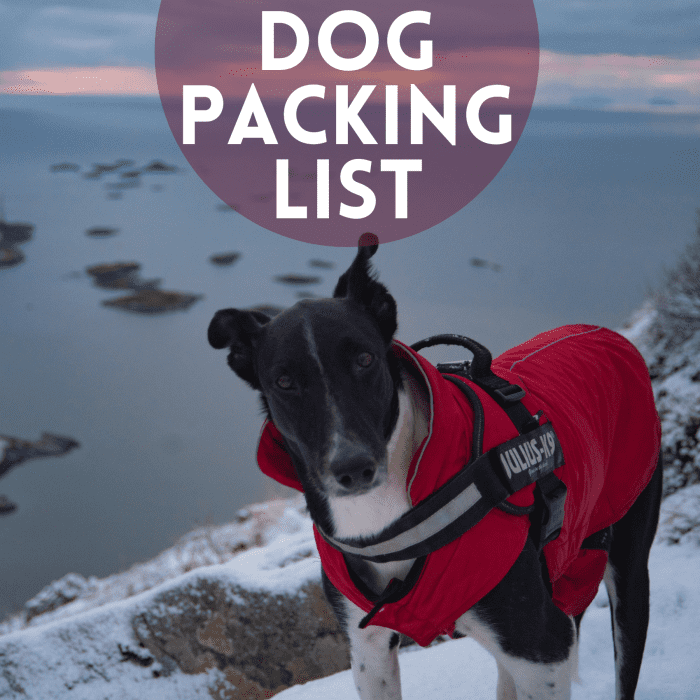 Список вещей, которые нужно упаковать для собаки в поход или поход. 