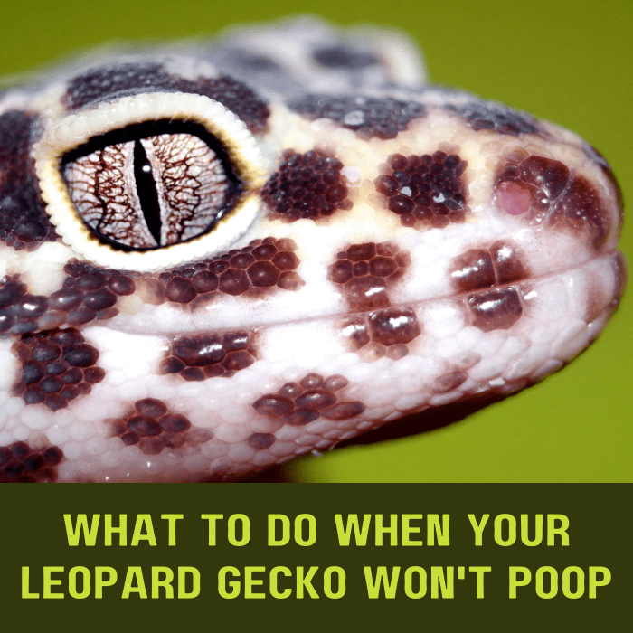 Узнайте о некоторых возможных причинах отсутствия опорожнения кишечника у вашего геккона, а также о том, что с этим делать.