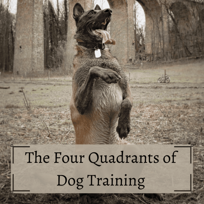 The Four Quadrants of Dog Training (With Examples) - PetHelpful
