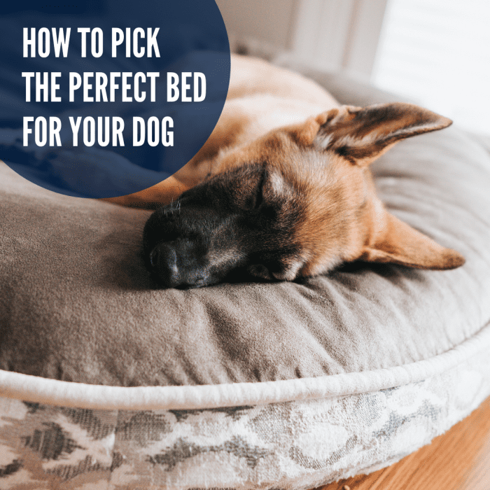 How to Choose a Good Dog Bed PetHelpful