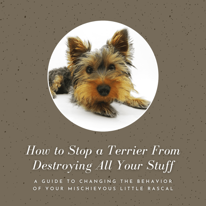 This guide will help you figure out how to get your beloved little terrier to stop ripping up all your possessions.