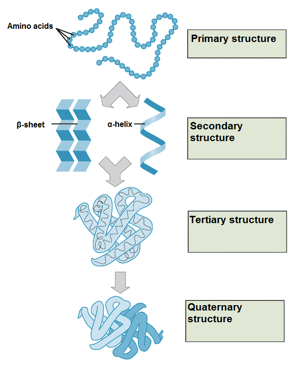 biology-3-chemical-bases-of-the-life-2