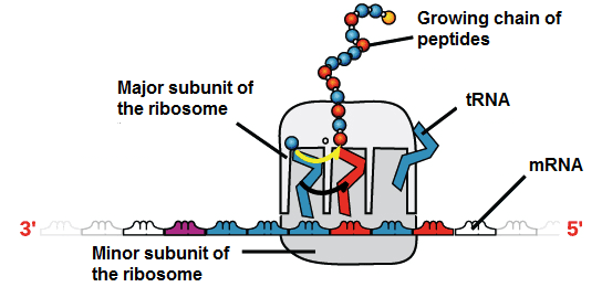 biology-3-chemical-bases-of-the-life-2
