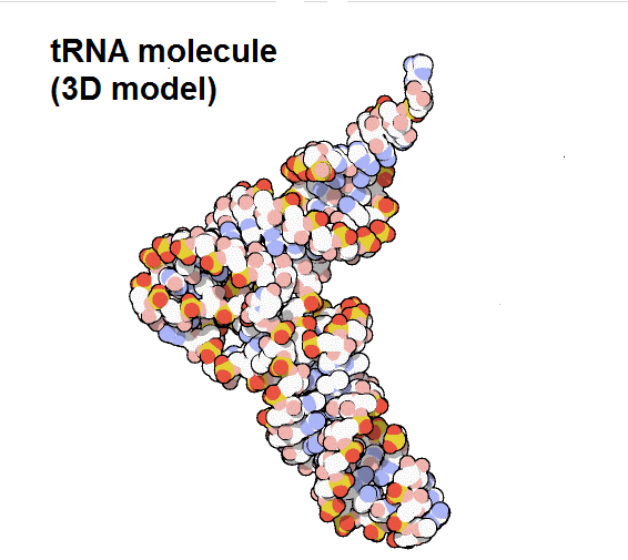 biology-3-chemical-bases-of-the-life-2