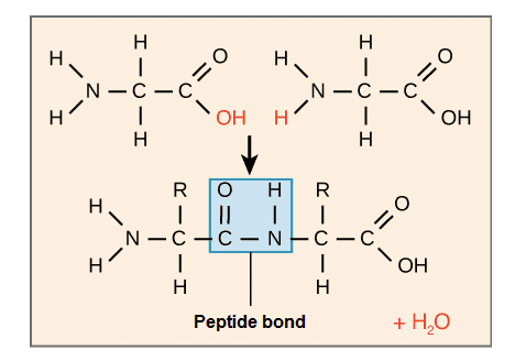biology-3-chemical-bases-of-the-life-2